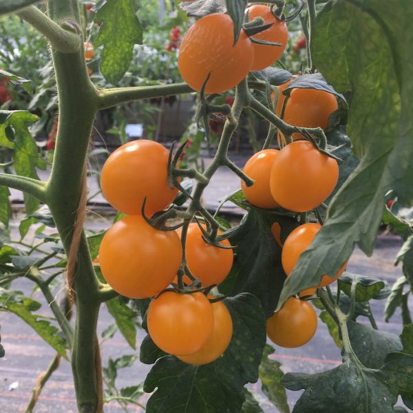 Cocktailtomate Summer Sun F1