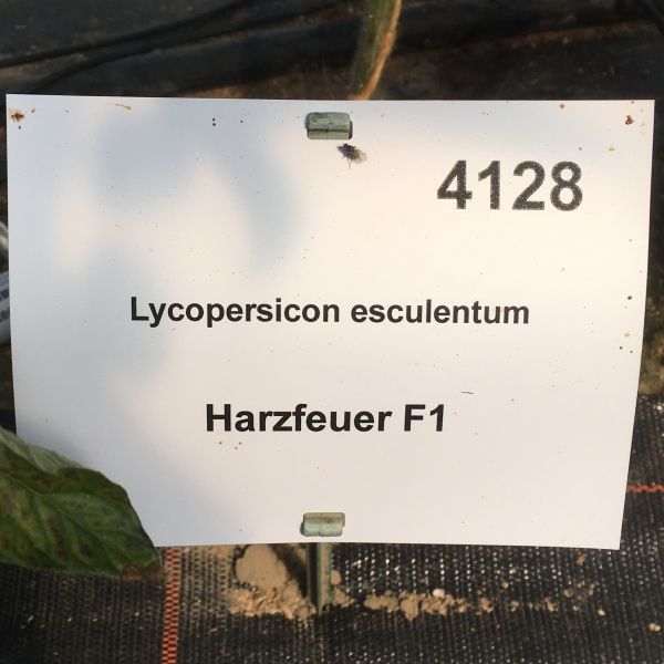 Tomate Harzfeuer F1