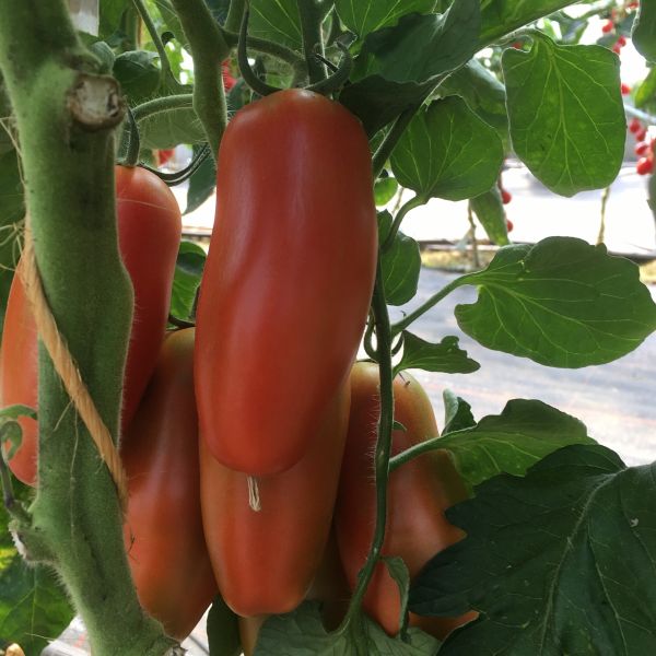 San Marzano Tomate Giano F1