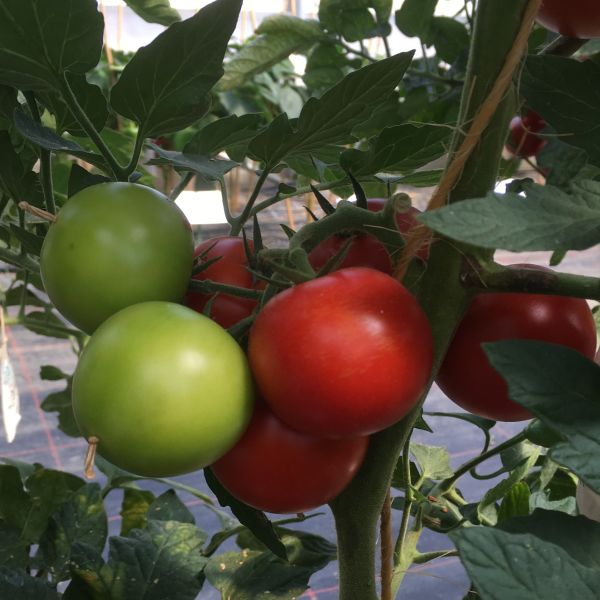 Normalfrüchtige Tomate Pannovy F1 - unreif