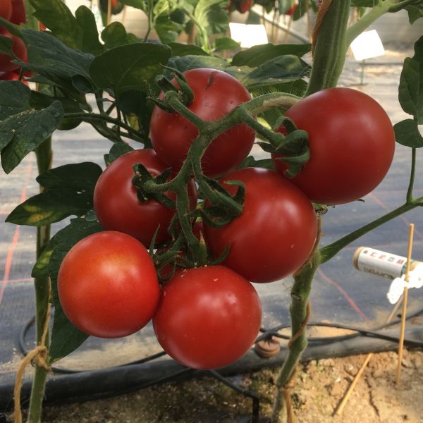 Tomate Cristal F1 Hellfrucht - ungebeizt