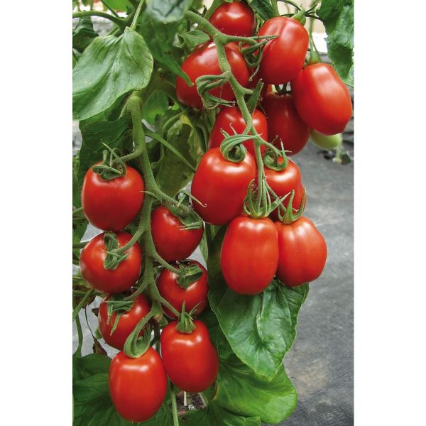 Roma-Tomate Contakt F1