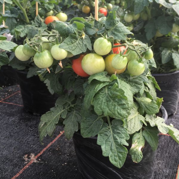 Tomate Balconi Yellow