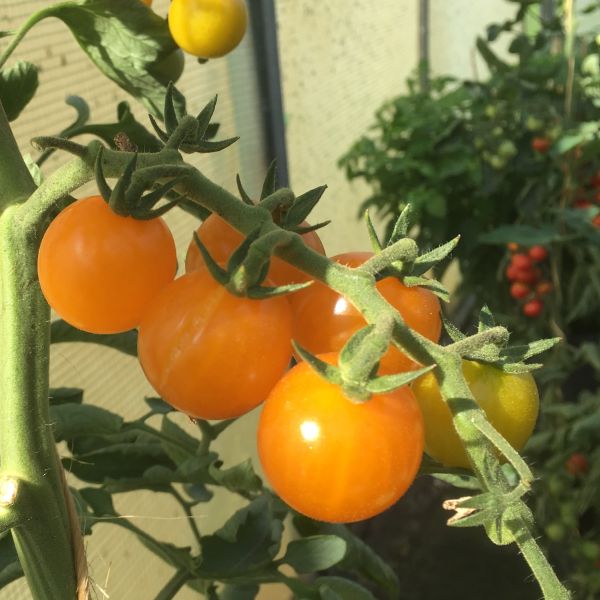 Cocktailtomate Manolo Orange F1