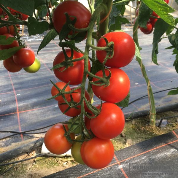 Cocktailtomate Temptation F1 - Bio