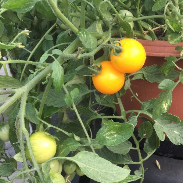 Cocktailtomate Tumbling Tom Yellow (Topftomate)