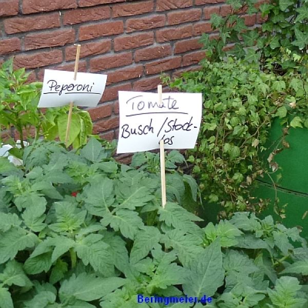 Normalfrüchtige Tomate Hoffmanns Rentita