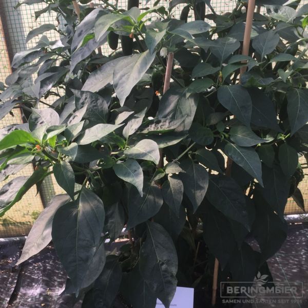 Paprika Skyborn F1 Veredelungsunterlage ökosunterlage Bio