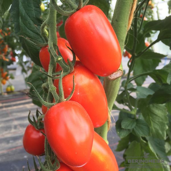 San Marzano-Tomate BOL-T-5505 F1  - Bio