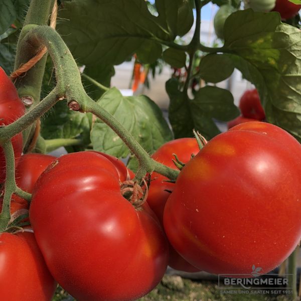 Fleischtomate Marmalysa F1 (Typ Marmande)