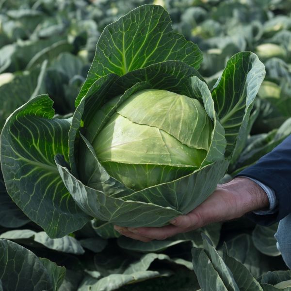 Weisskohl Amazon F1 - Foto bejo Samen GmbH