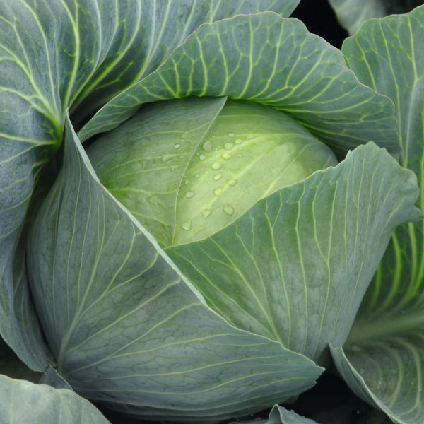 Weisskohl Impala F1 - Foto bejo Samen GmbH