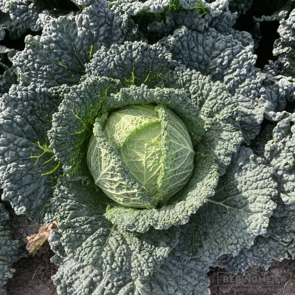 Wirsing  de Pontosie - Samenfestes Bio-Saatgut