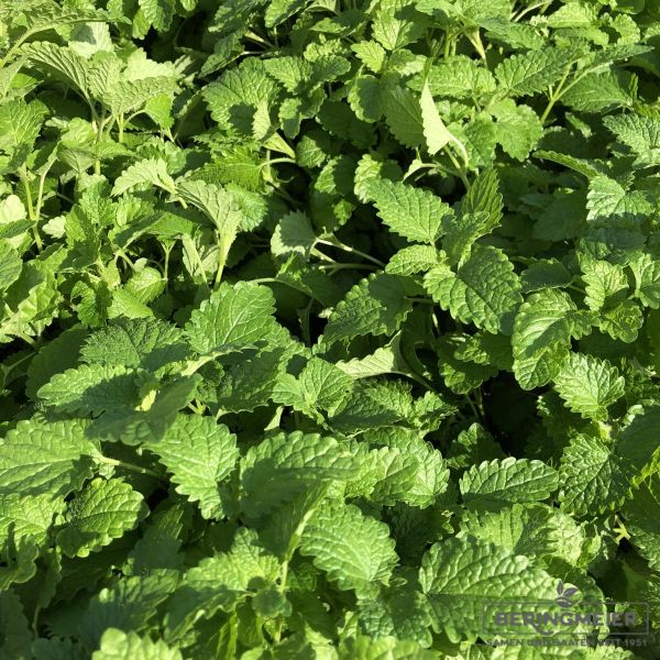 Zitronenmelisse Bio