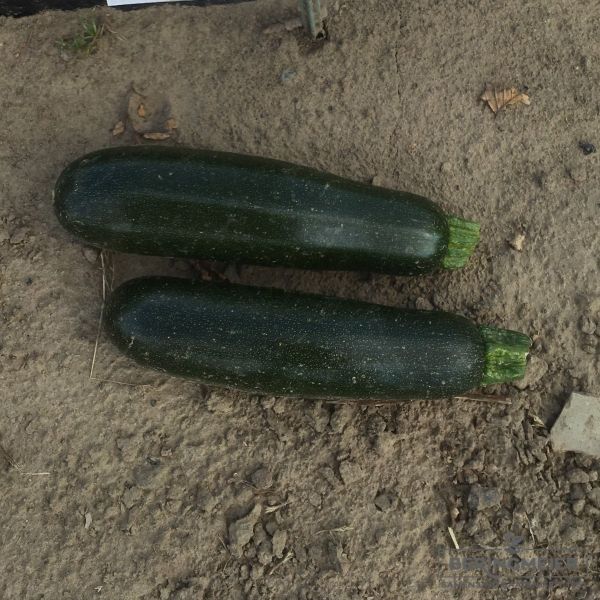 Zucchini Cora F1 Bio