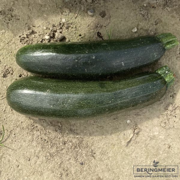 Bio Zucchini Keesha F1 (E28Z.00692)