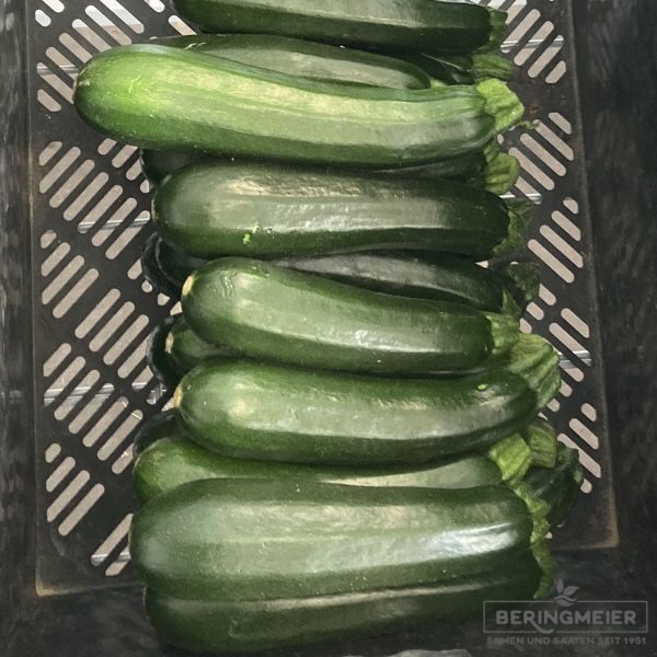 Zucchini Diamant F1