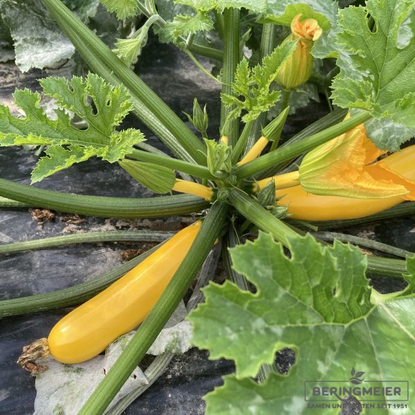 Zucchini Sunlight F1