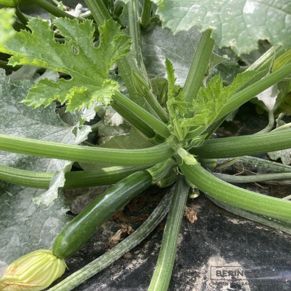 Zucchini Zodiac F1 - Bio
