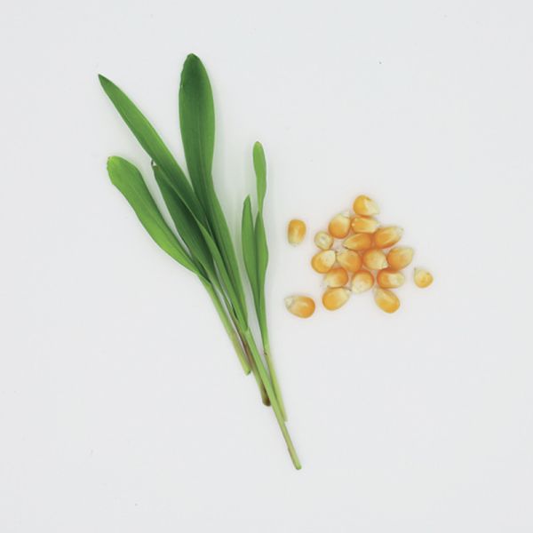 Zuckermais Marvel Bio Samen für Microgreens