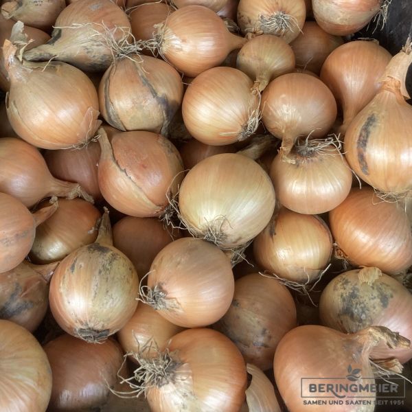 Gemüsezwiebel Alisa Craig