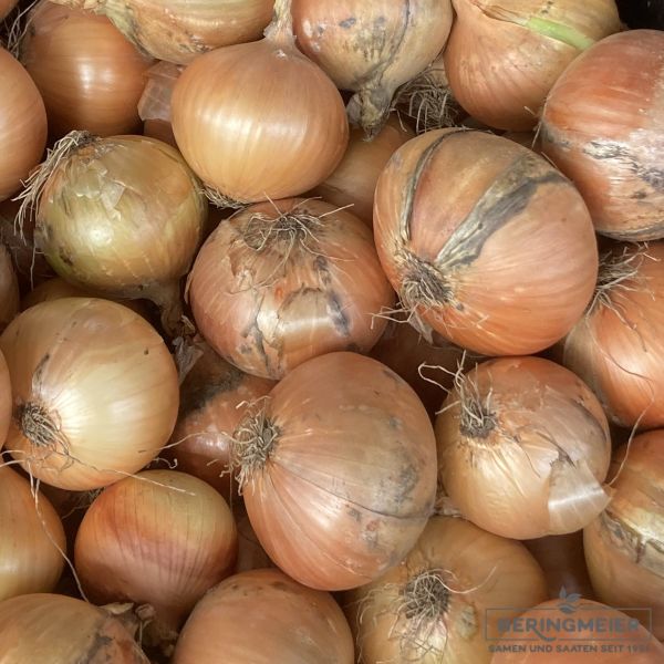 Zwiebeln Stuttgarter Riesen - bio