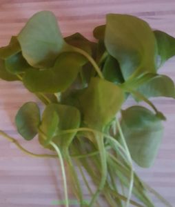 Winterpostelein Claytonia perfoliata - Bio