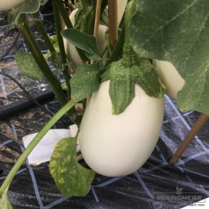 Aubergine Clara F1 - ungebeizt