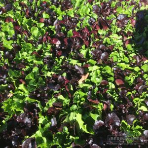 Babyleaf Salat Mischung - Bio