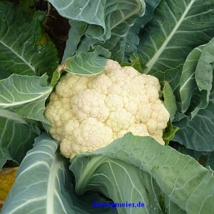 Blumenkohl Neckarperle - ungebeizt