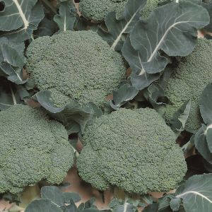 Brokkoli Belstar F1 - Bio