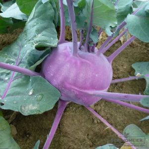Kohlrabi Blaro blau (samenfest) - ungebeizt - Normalsaatgut