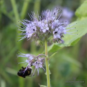 Phacelia tanacetifolia - ökologische Gründüngung