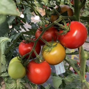 Normalfrüchtige Tomate Sparta F1 - Bio