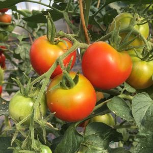 Normalfrüchtige Tomate Moneymaker - ungebeizt