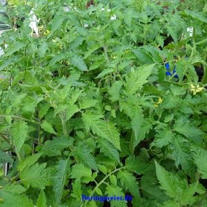 Normalfrüchtige Tomate Hoffmanns Rentita - ungebeizt