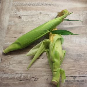 Zuckermais Lisanco (Open Source Seeds) - Bio