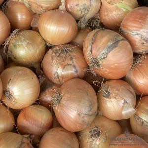 Sä-Zwiebel Stuttgarter Riesen - ungebeizt